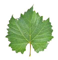 grape leaf on white background.