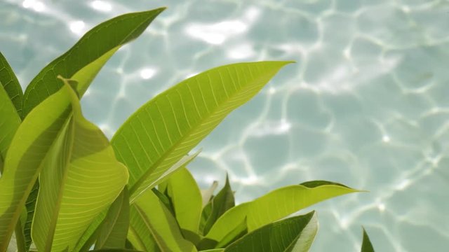 Beautiful green leaves of plumeria tree isolated at blurry blue water of swimming pool background.