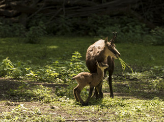 Chamois with child at the edge of the forest. Karlsruhe, Germany, Europe