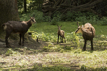 Chamois with child at the edge of the forest. Karlsruhe, Germany, Europe