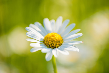 Daisy flower