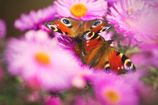 Motyle - pawie oczko na fioletowych kwiatach, w ogrodzie zdjęcie z bliska 