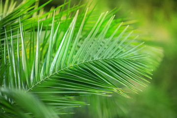 tropical exotic palm leaves close up in green nature park can be used as background