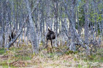  moose in the forest of Norway