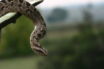 Adult Night Adder snake