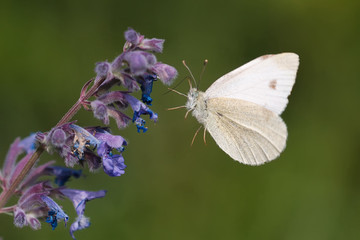 Kleiner Kohlweissling