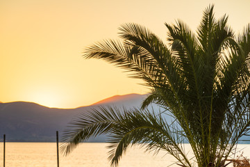 Fototapeta na wymiar Small palm tree on beach