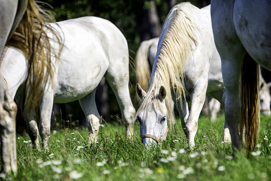 Lipizzanergest&uuml;t Lipica