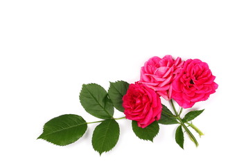 Red roses and foliage isolated on white background