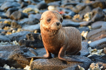 Sea lion (baby) Galapagos