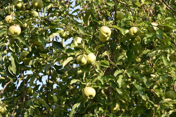 tree, fruit, green, apple, branch, food, garden, nature, orchard, apples, agriculture, plant, leaf, fresh, healthy, ripe, lemon, summer, leaves, yellow, organic, crop, farm, citrus, natural