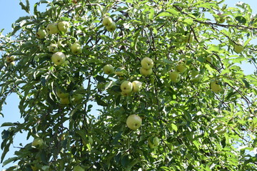tree, fruit, green, apple, branch, garden, nature, apples, food, leaf, summer, agriculture, healthy, ripe, orchard, fresh, plant, organic, leaves, crop, fruits, season, natural, harvest, farm