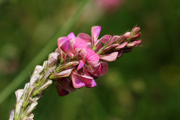 Pink wild flower on the green background summer meadow