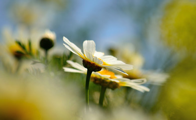 Isolated white daisies in full splendor on the meadow © ptoscano