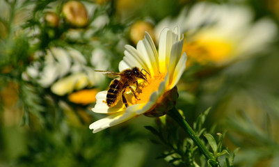 Wild daisy in full splendor and bee collecting pollen inside