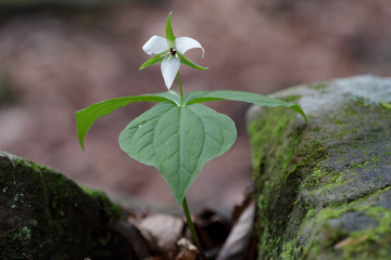 White Trillium