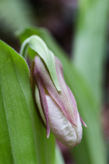 Lady's slipper orchid bud close-up