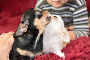 dog, puppy, animal, pet, cute, white, black, canine, young, small, isolated, brown, dogs, baby, pup, chihuahua, portrait, mammal, breed, cat, domestic, sleeping, studio, little, pets