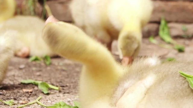 Fluffy Goslings in a Backyard. Adorable Baby Animals
