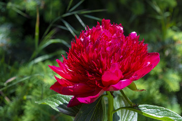 Peony_LAD4059