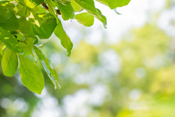 Nature green background.