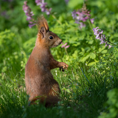Eichhörnchen im Frühling