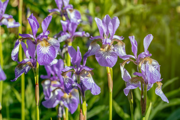 Iris sibirica flowers (commonly known as Siberian iris or Siberian flag)