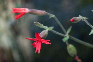 Fire Pink, pink red wildflower close-up 