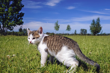 Naklejka na ściany i meble Cat on a green meadow in Poland