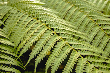 Detail of a green fern leaf in the forest