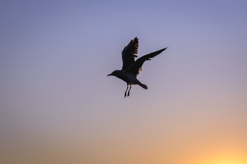 Sea gull flying above Baltic Sea in Swinoujscie, Poland