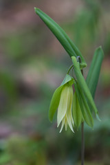Bellwort wildflower close-up