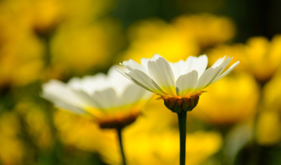 Isolated white daisies and blurred background of yellow flowers