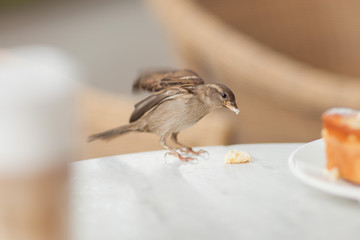 Little visitor steals some crumbs from the cake, little sparrow in a street cafe in the city