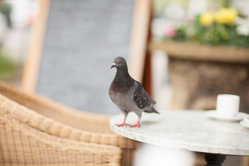 Happy pigeon eating a few crumbs, leftovers from the plate in a street cafe in the city 