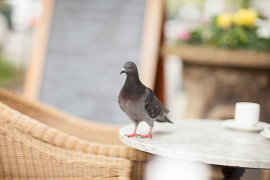 Happy pigeon eating a few crumbs, leftovers from the plate in a street cafe in the city 