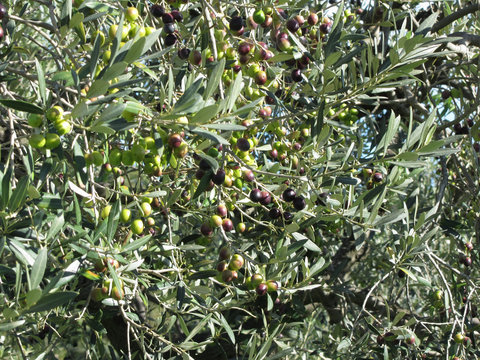 Mediterranean olive tree branches with olives background . Tuscany, Italy