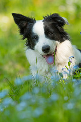 Border Collie in Blumenwiese