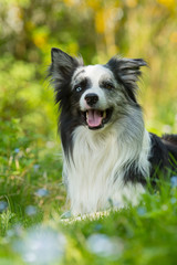 Fototapeta premium Border Collie in Blumenwiese