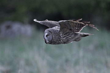 Great grey owl (Strix nebulosa)