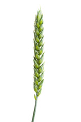green ears of wheat isolated
