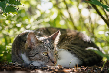 Felis silvestris catus - Hauskatze
