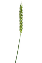 green ears of wheat isolated