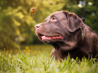 Funny dog watching a butterfly. Large Labrador Retriever in green grass