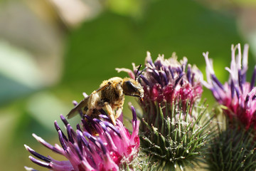 Close-up bees Macropis fulvipes in a burdock flower