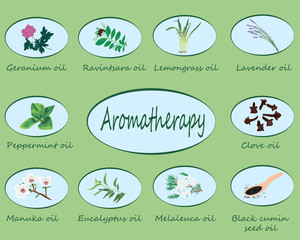 Set of essential oils vector illustration Aromatherapy