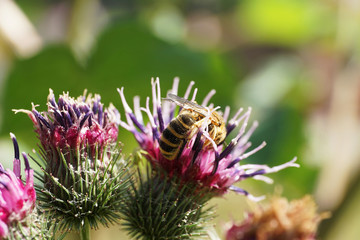 Macro of Caucasian and fluffy bee Macropis fulvipes in burdock flower