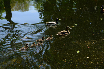 Wild geese in natural habitat, Germany