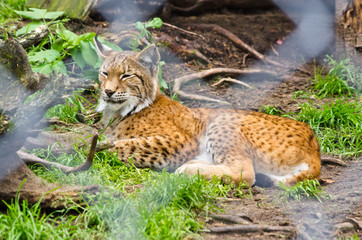 Lynx in the zoo