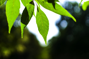Fototapeta na wymiar Tree Leaves on Sunlight.